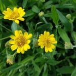 Arnica chamissonis; Meadow arnica