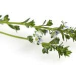 Augentrost (Euphrasia rostkoviana)