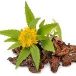 Rhodiola rosea